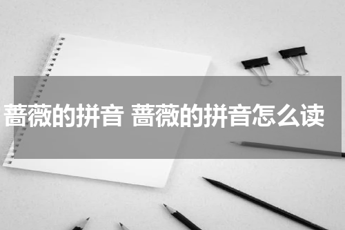 蔷薇的拼音 蔷薇的拼音怎么读
