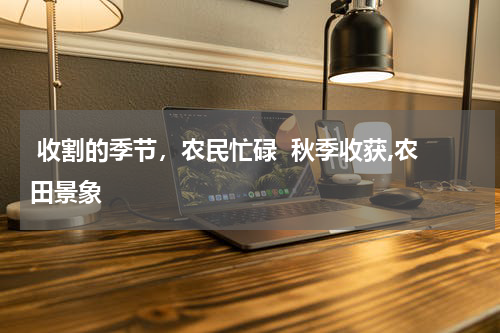  收割的季节，农民忙碌  秋季收获,农田景象